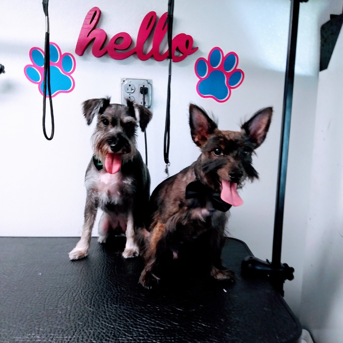 Sweet Pets