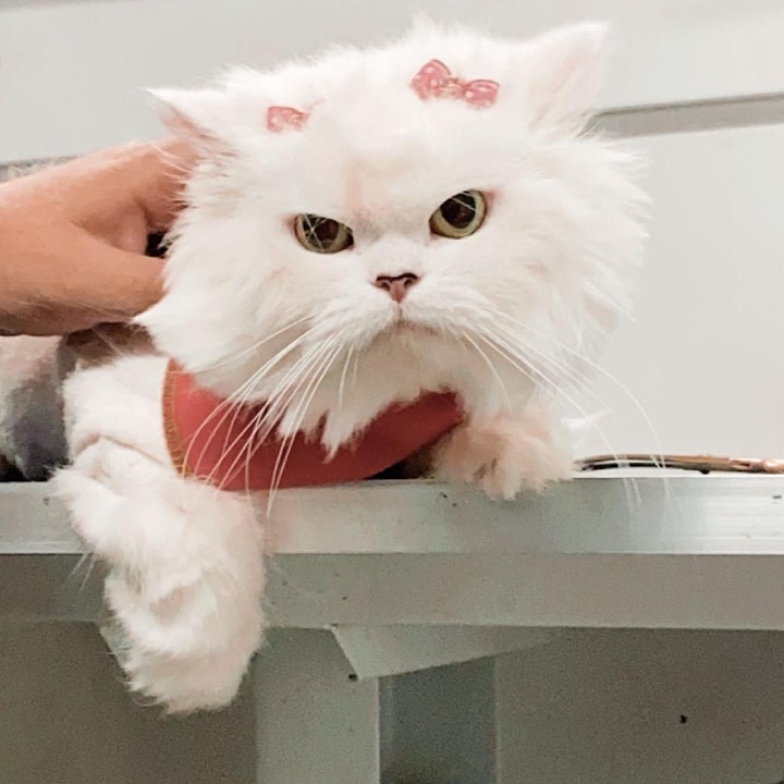 Full Grooming