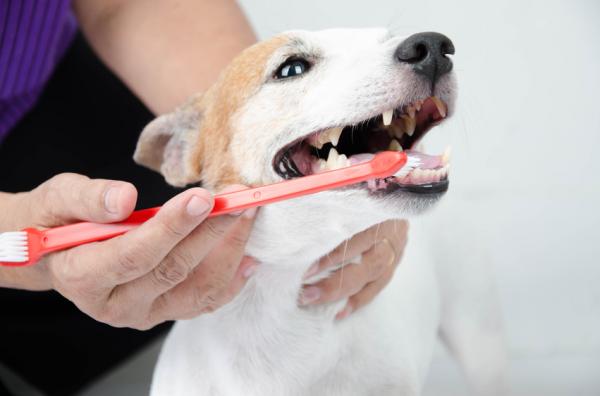 Teeths